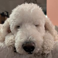 Profile picture for user Dr. Doohickey