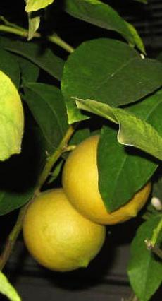 Lemon on tree