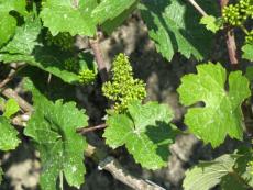 Riesling Vines in Flower, the Dhronhofberg